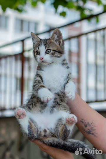 Котенок 3 месяца