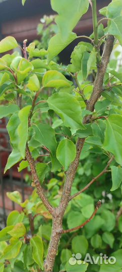 Саженцы абрикосов