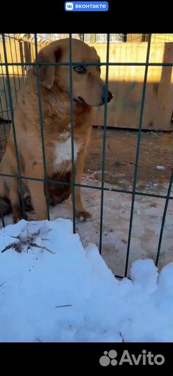 Собака без лапы попала в отлов. Необходим дом