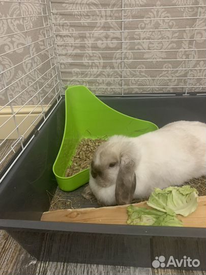 Декоративные кролики(веслоухий баран)