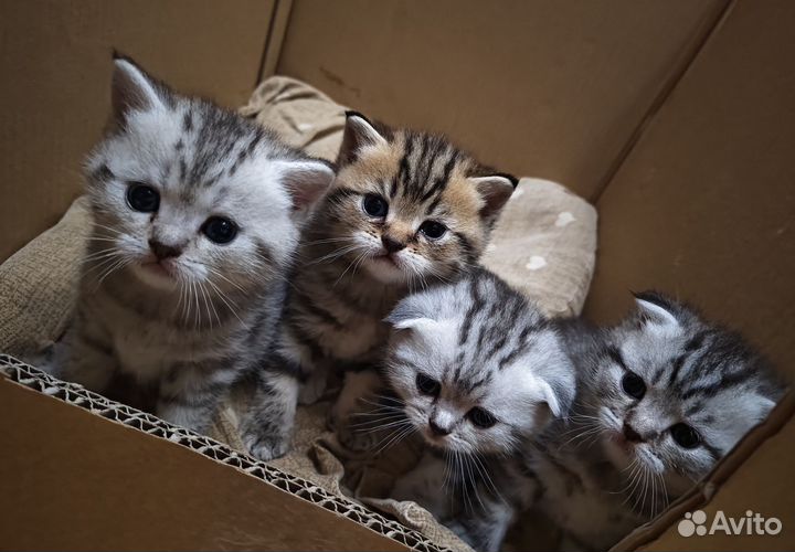 Шотландские котята вислоухие и прямоухие