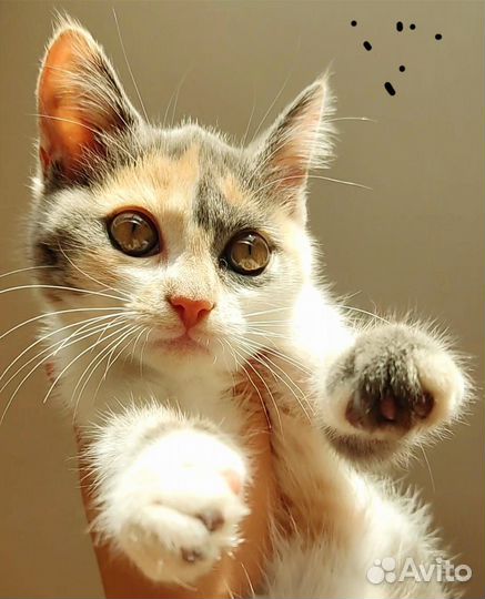 Кошка в дар