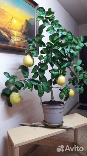 Продажа лимонов