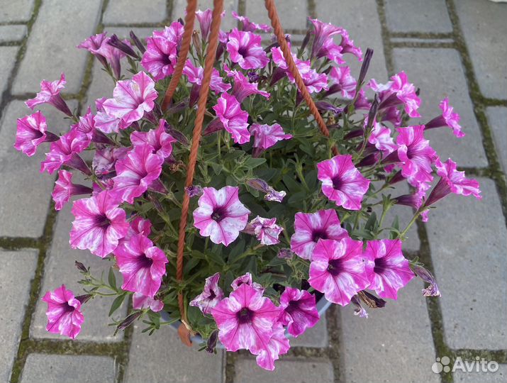 Кашпо с ампельной петунией