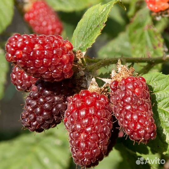 Малина, ежемалина