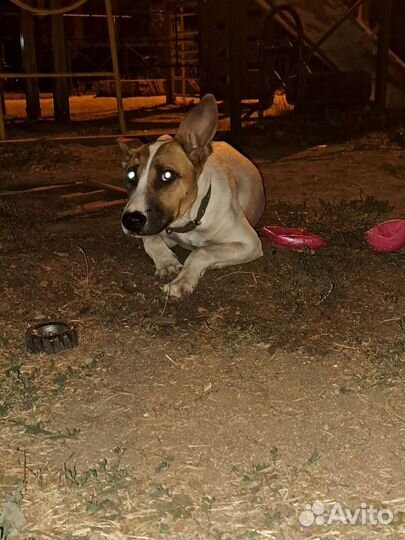 Собаки бесплатно