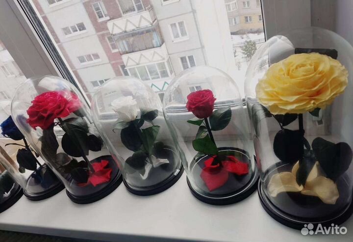 Живая роза в колбе