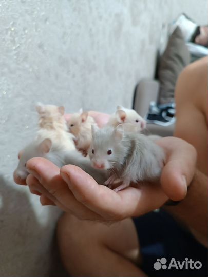 Сирийский хомяк