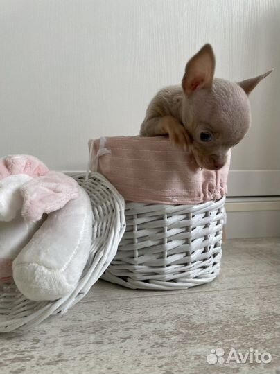 Кукольные реально породные и красивые той-терьеры