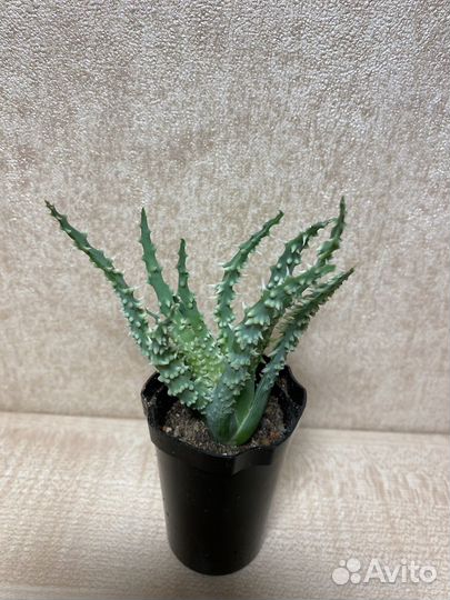 Кактусы и суккуленты