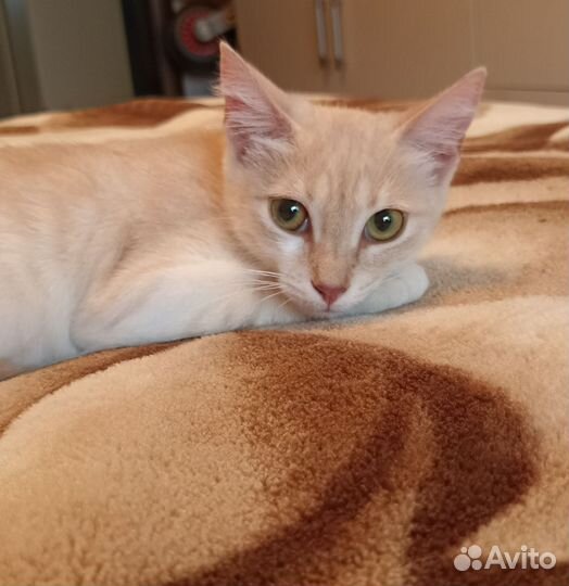 Котёнок девочки в самые лучшие руки