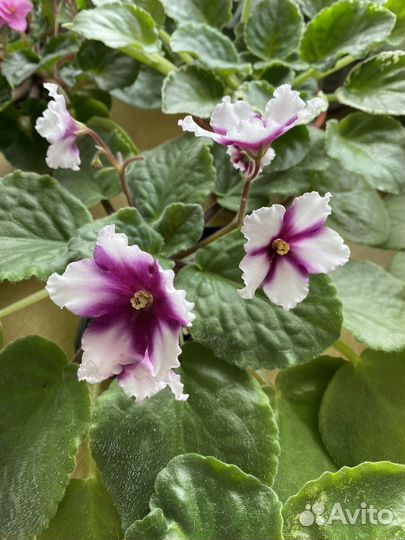 Сортовые фиалки