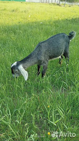 Козы дойные, козлята