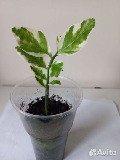 Педилантус