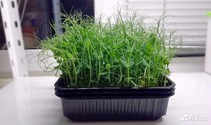 Микрозелень / готовая зелень горох и другие