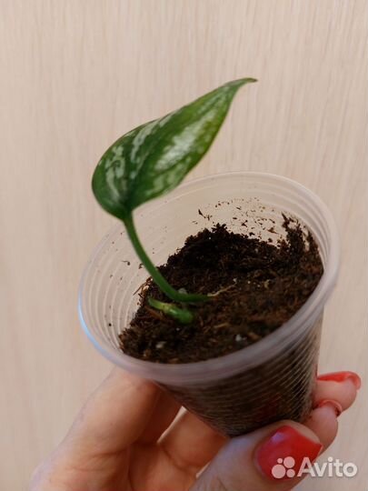 Сциндапсус триколор