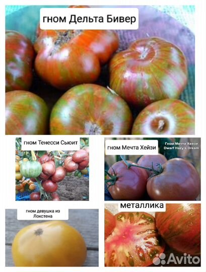 Семена помидор для грунта Проект Гном Томатный