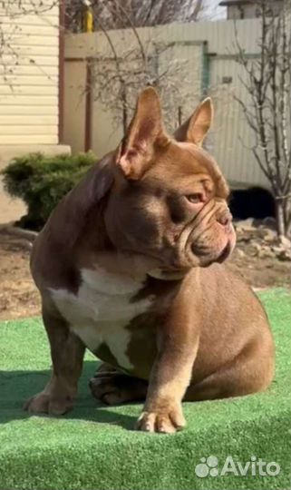 Изабелла и Изабелла генные мальчики и девочки