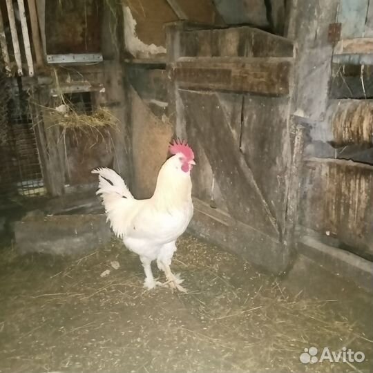 Петух брама