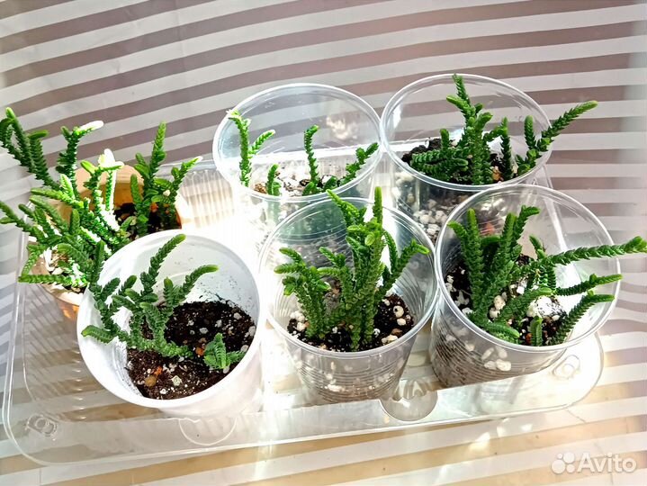 Суккулент Крассула Ложноплауновидная