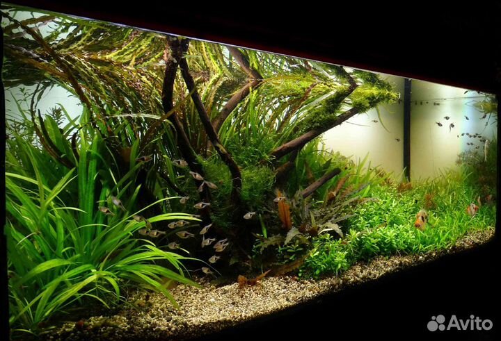 Аквариумы с живыми растениями