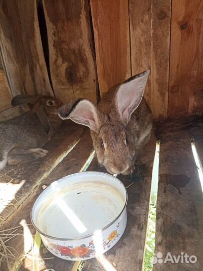 Продам кроликов