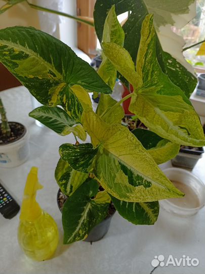 Сингониум яичница (Scrambled Eggs) крупный