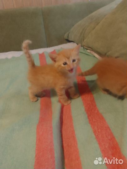 Котята в добрые руки бесплатно