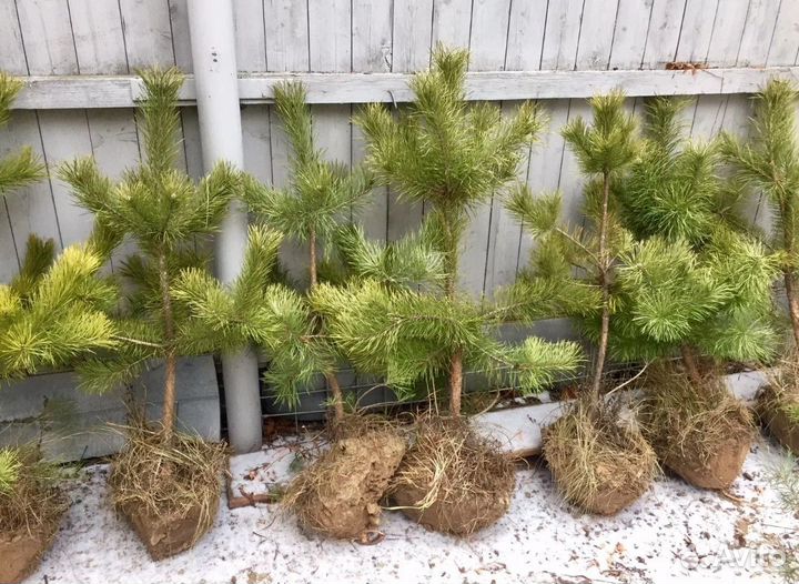 Саженцы сосны дуба клена