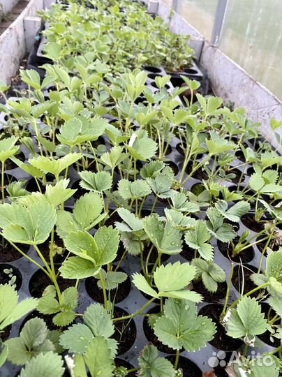 Саженцы клубники Нанди