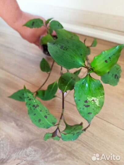 Редкие сорта традесканции