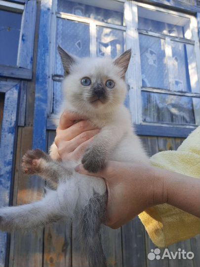 Котенок в добрые руки