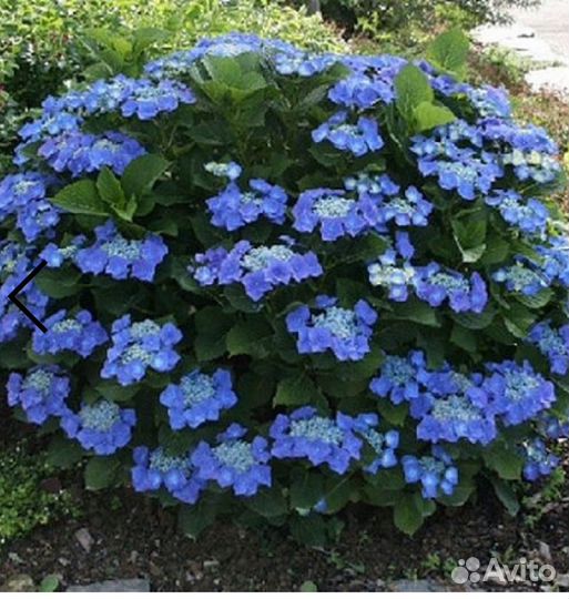 Гортензия саженцы