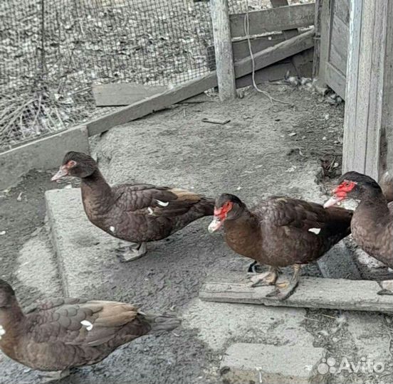 Продаются индоутки