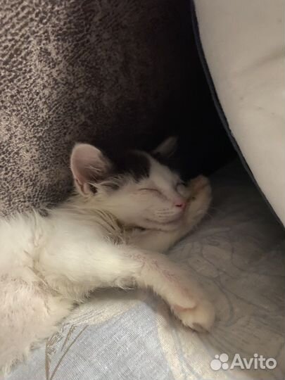 Котята бесплатно