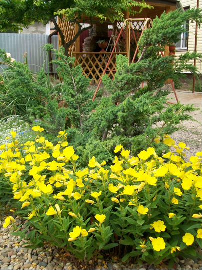 Дом 32 м² на участке 4 сот.