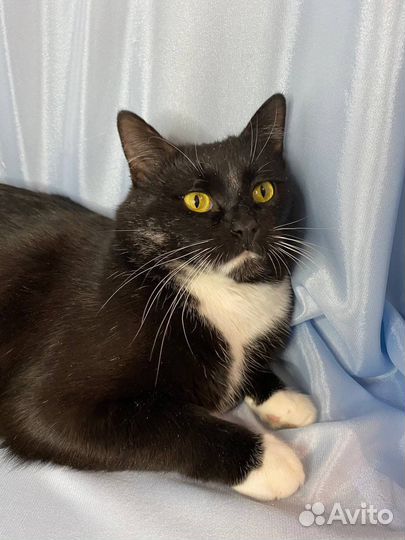 Котик в добрые руки