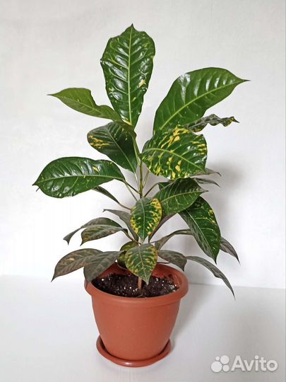 Продам цветы комнатные кротоны