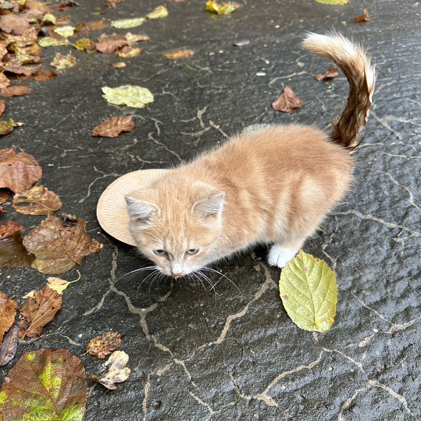 Котята в добрые руки мальчики рыжие