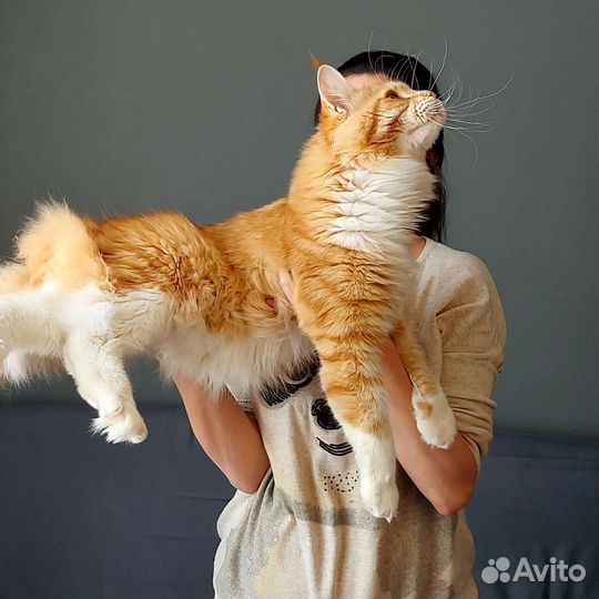 Кот Мейн Кун на вязку