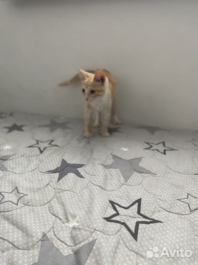 Котенок ищет дом