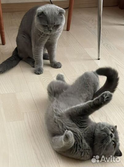 Вязка с шотландским вислоухим котом