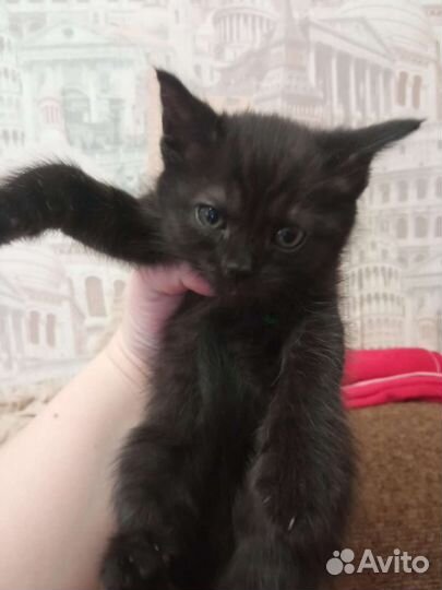Котенок в добрые руки