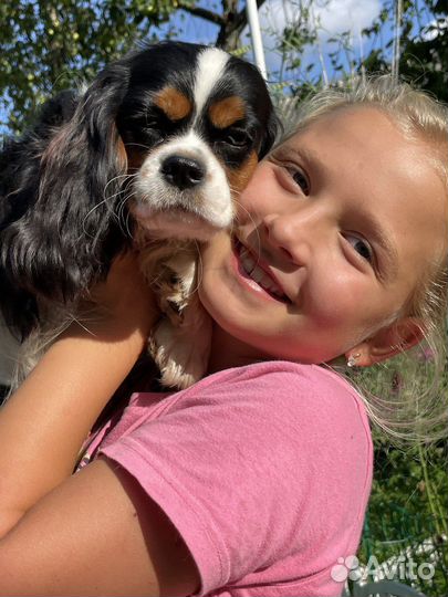 Девочка-щенок кавалер кинг чарльз спаниель