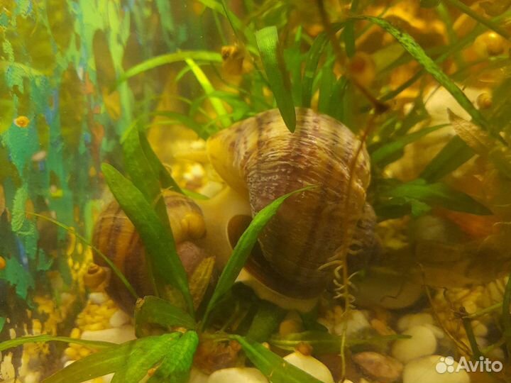 Улитки ампулярии