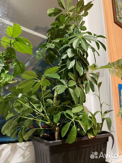 Комнатные цветы