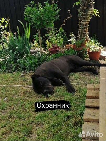 Вязка Кане корсо