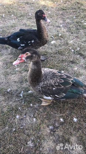 Утки шипуны, майские