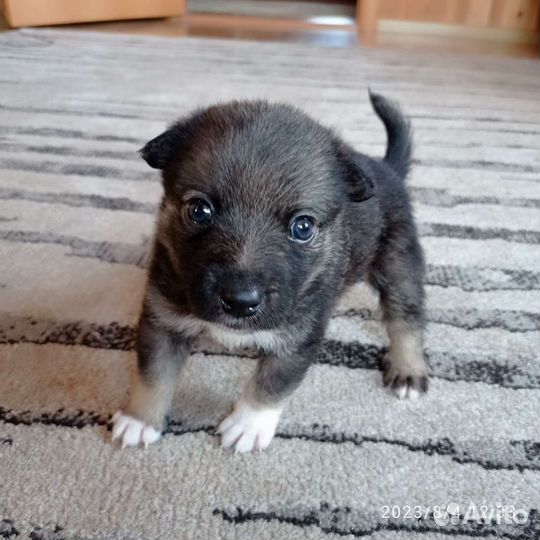 Щенки мальчик и девочка- 1.5 мес