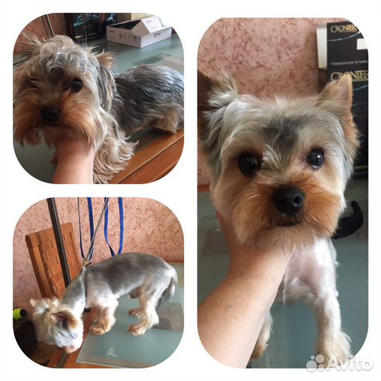 Стрижка собак / Грумер / Собачий парикмахер :)